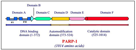 Allosteric sites on PARP-1