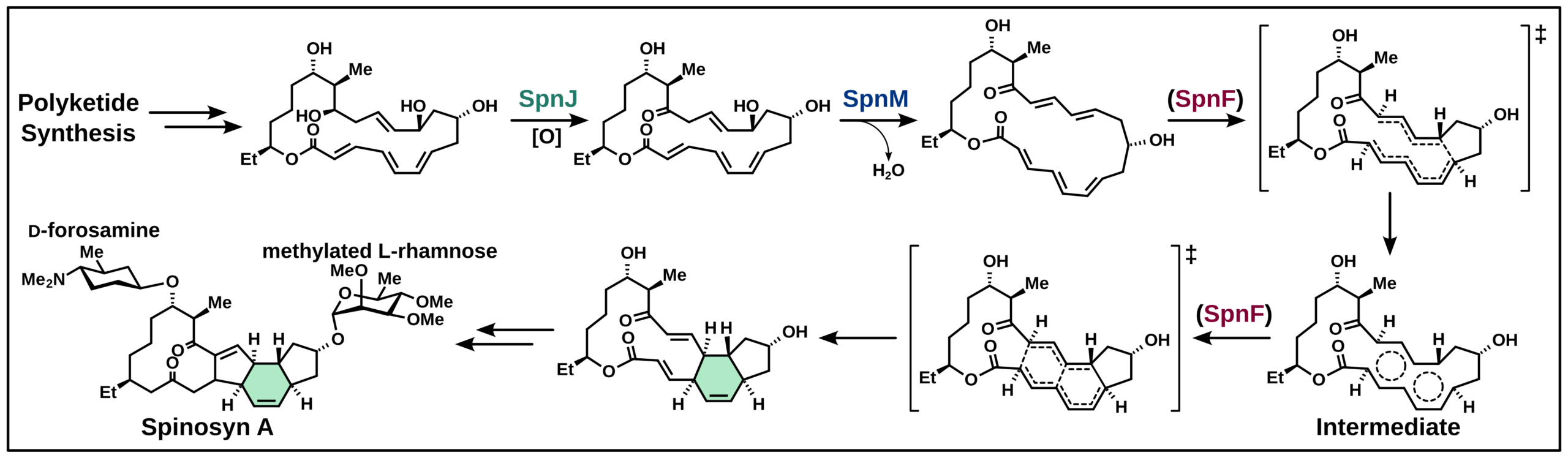 Spinosyn A biosynthesis begins with polyketide biosynthesis followed by reactions catalyzed by SpnJ, SpnM and SpnF. Mechanistic studies imply an intermediate in the SpnF catalyzed reaction. The SpnF product is then glycosylated with D-forosamine and methylated L-rhamnose to yield spinosyn A.