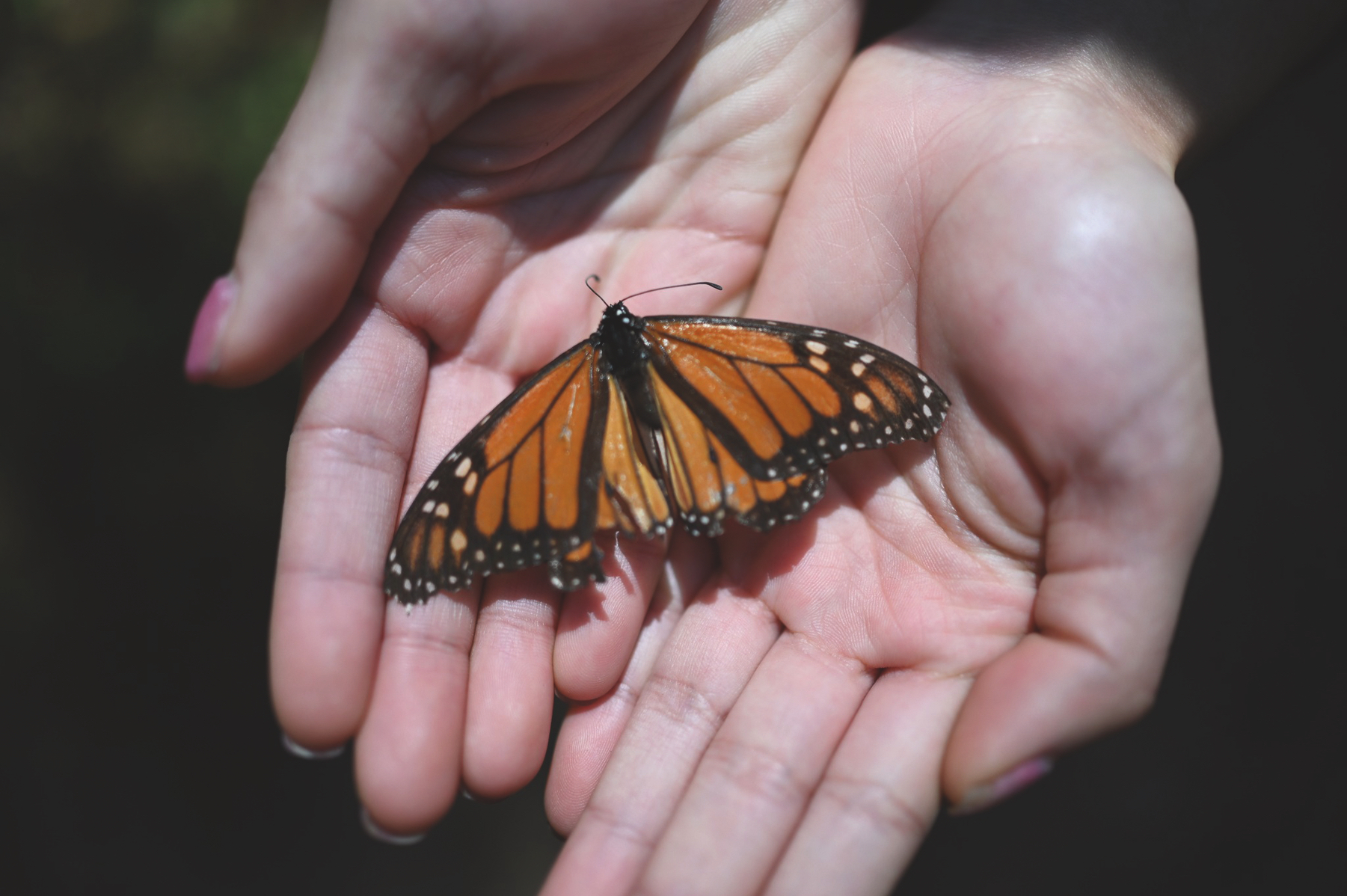 Lives in Motion: Human and Animal Migration in Times of Environmental Change