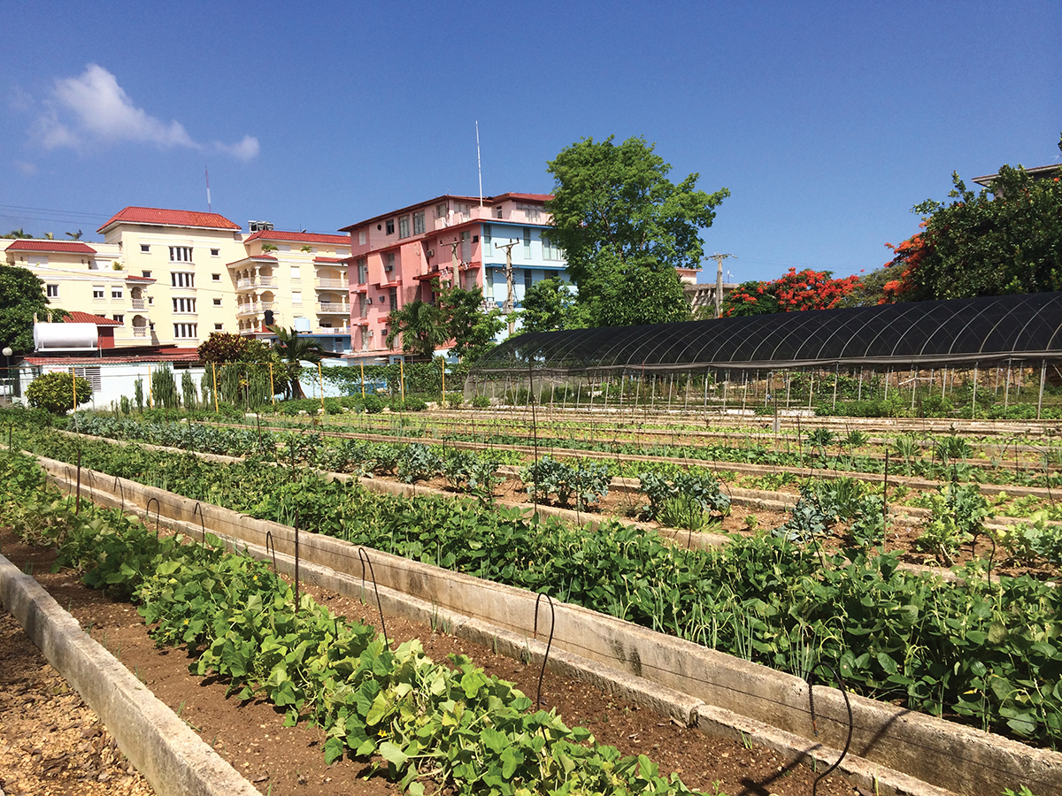 One of the largest raised-bed urban agriculture sites, or oganopónicos, in La Habana. It is located in an affluent area on the border of the city's downtown area. Photo: Sara Law.