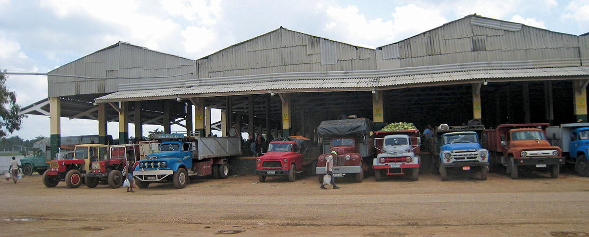 Row of Cuban trucks bringing in their produce into the Trigal, a large agro-market on the outskirts of La Habana during the summer months. Photo: Sara Law.