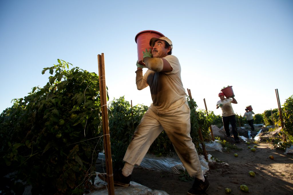 Most workers who harvest tomatoes in Florida are from Mexico, Guatemala, or Haiti. Photo: Forest Woodward.