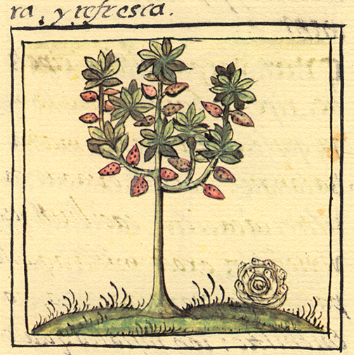 "Del arbol cacao." Detail, Florentine Codex, Bernardino Sahagún. Benson Latin American Collection.