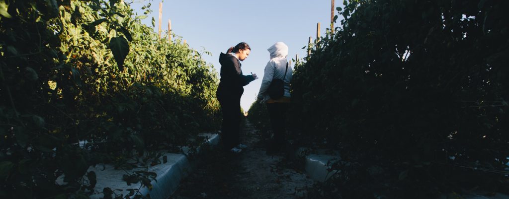 A Fair Food Standards Council investigator speaks with a worker during a standard Fair Food Program grower audit. Photo: Smriti Keshari.