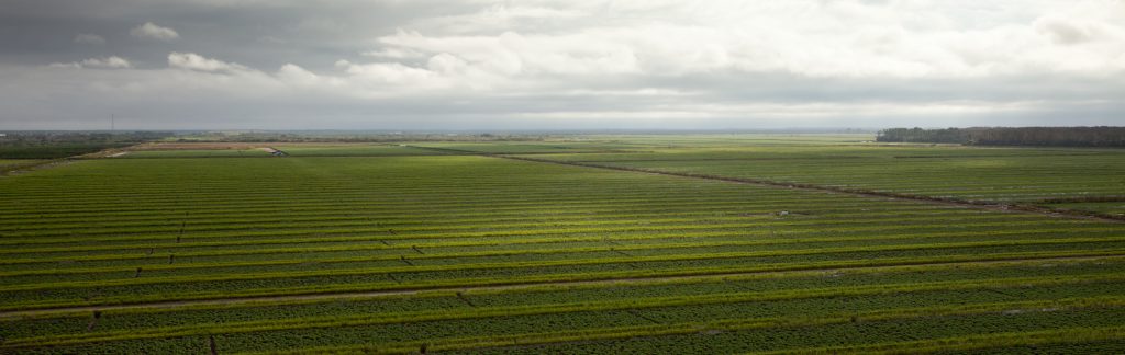 Florida leads U.S. tomato production from October to June. Approximately 30,000 workers are required to produce the crop. Photo: Forest Woodward.