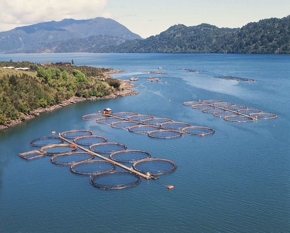 Salmon Production in Chile: The Making of a Commodity Region