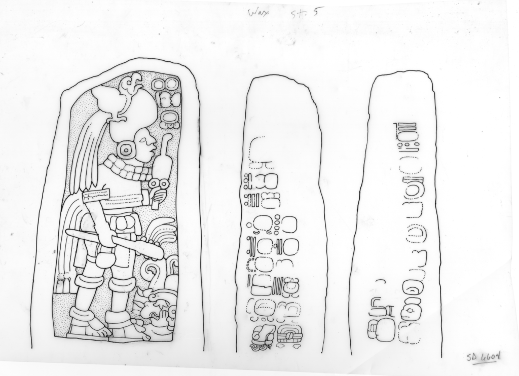 Three drawings in black ink on white background depict a Maya carved stone. The drawing on the far left shows a man in profile elaborately dressed in a helmet with a bird on it, as well as many other adornments. He holds objects in both hands. The other two drawings depict fragments of Maya glyphs and a lot of blank areas.