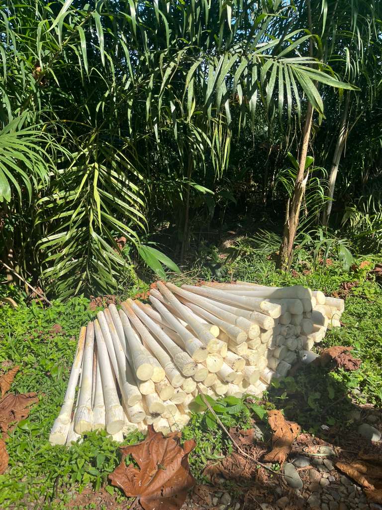 A group of 50 or more large white palm heart stalks lies on the ground in a forested area. Above them are green plants with thin fronds.