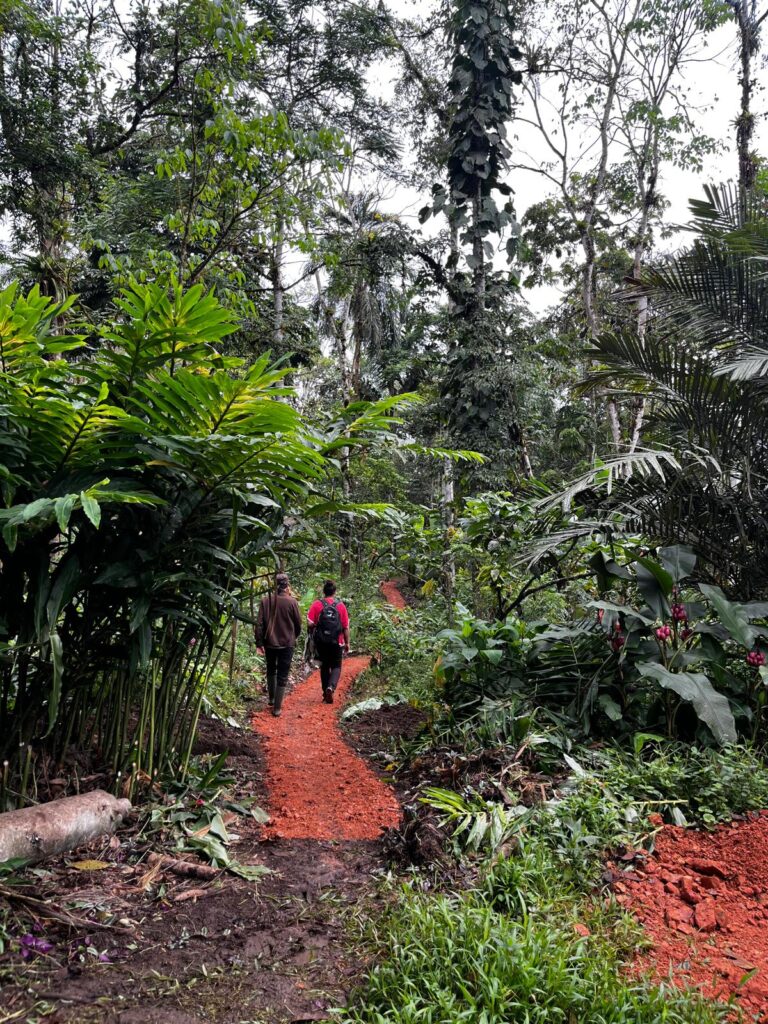 Two people walk away from the camera on an earthen trail of orangeish-red color in a forest area. The plants and trees are of varying sizes and species, some tall and others not. A grayish sky can be seen in the distance, between the taller trees.