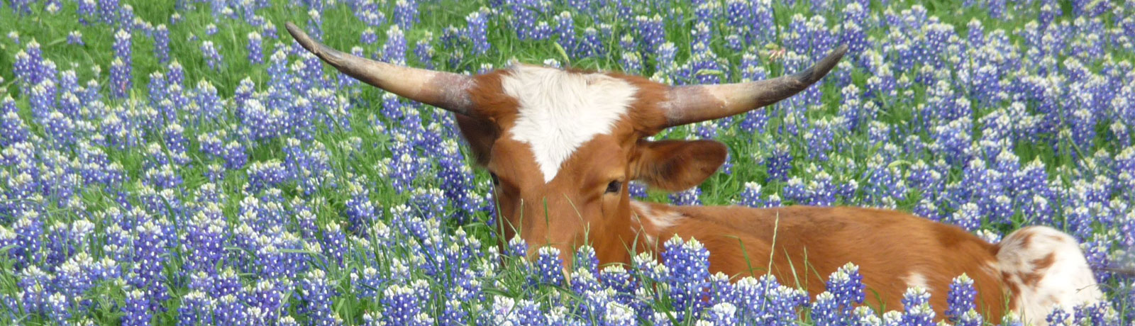 Website Under Construction…