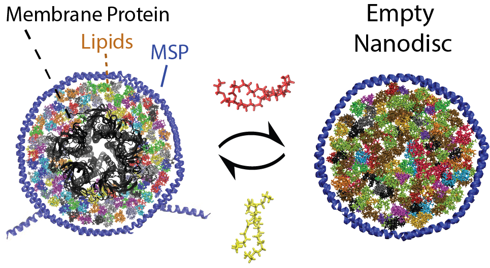 Overview of Lipid Exchange-Mass Spectrometry