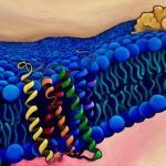 Painting of membrane protein in a blue lipid membrane
