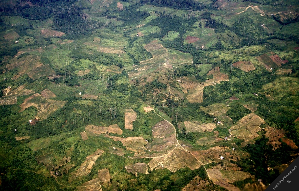 Deforestation in Indonesia's Kalimantan Province