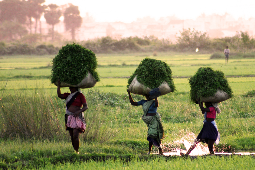 INDIA_(F)_0509_-_Esportazioni_riso