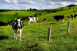 agriculture_dairy_farming