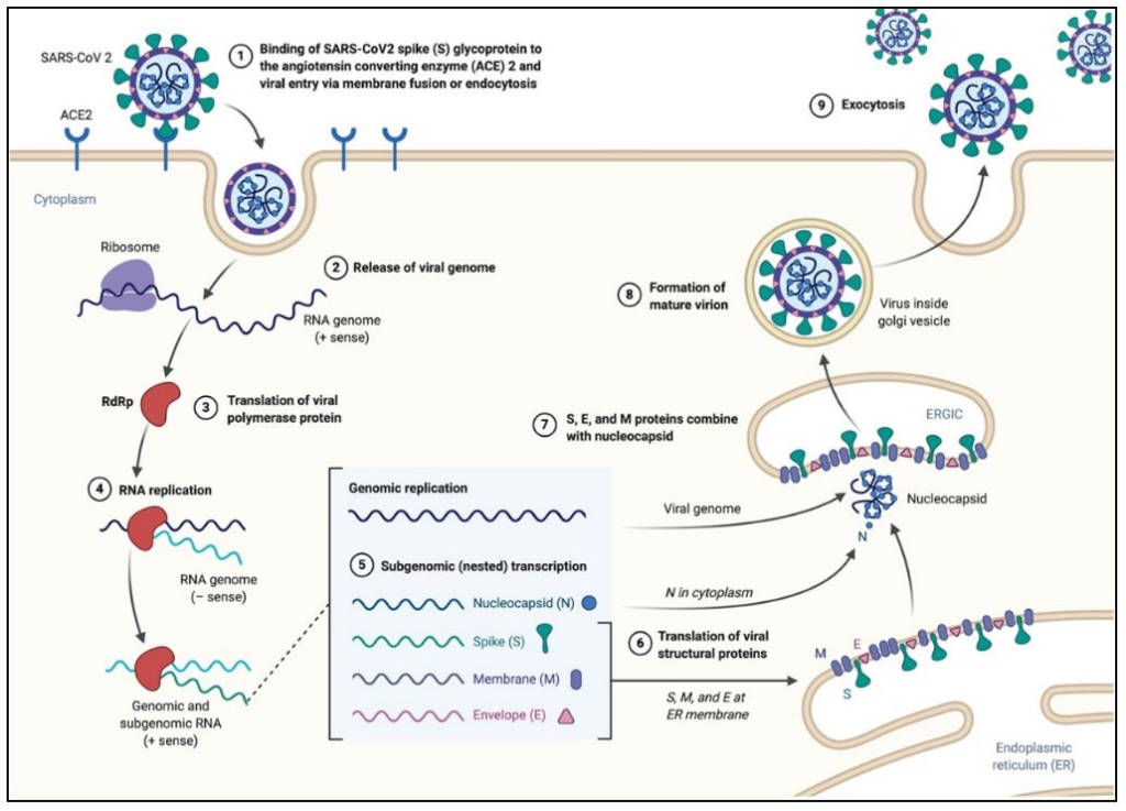 Image 6 – COVID life cycle