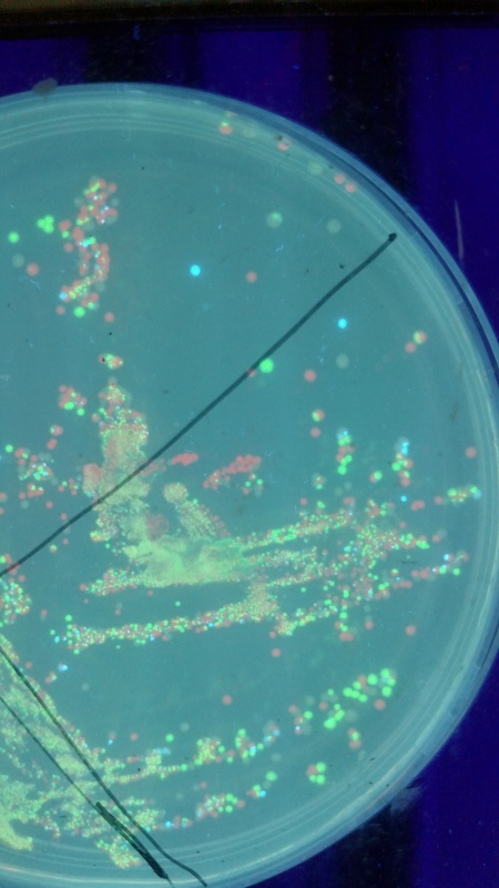 This image has an empty alt attribute; its file name is plate-1.jpg