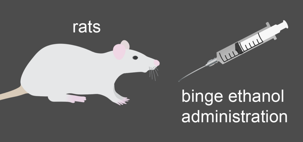Rats are administered ethanol 3 times per day via gavage (illustration shows rat and syringe with text, 'binge ethanol administration')