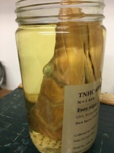 Chain pickerel from Cass County Texas