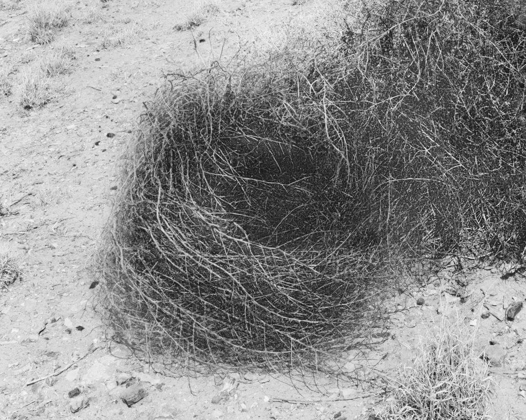 tumbleweed on desert floor