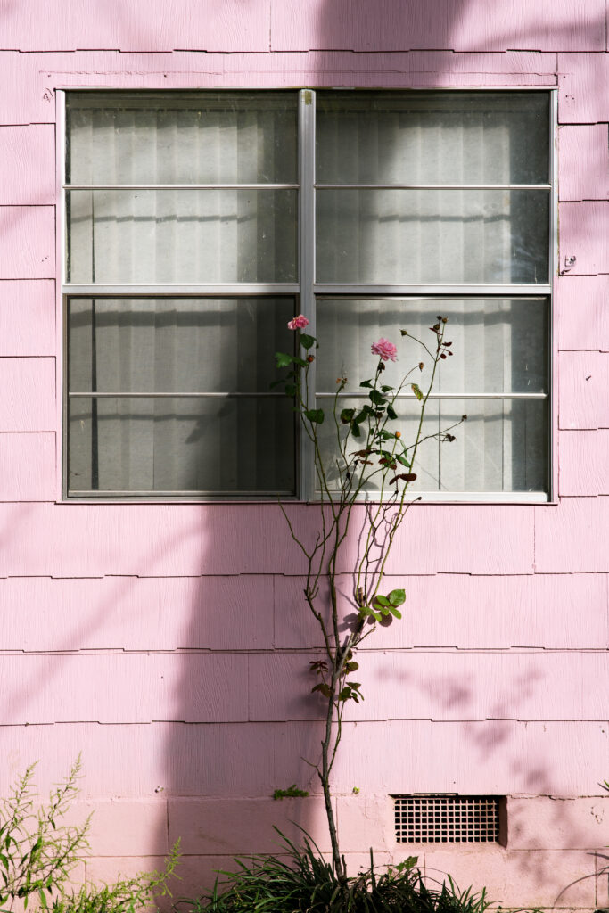 pink flowers on bush in front of window of pink house