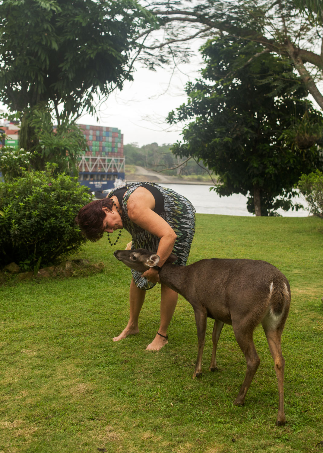 person petting animal that appears to be a deer in a park-like setting
