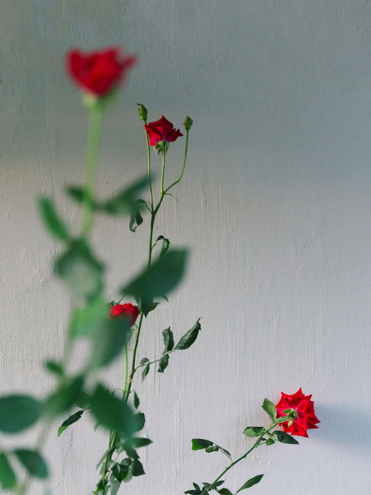 red roses