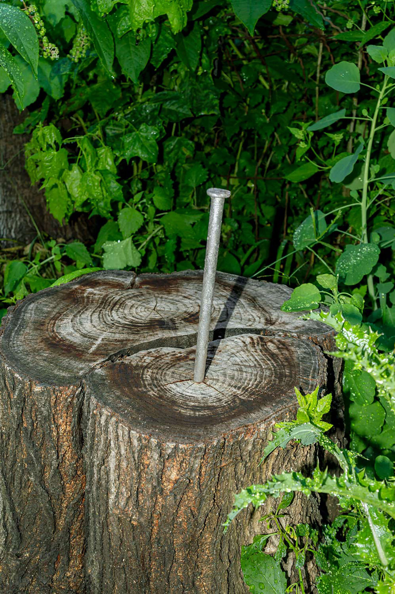 large nail, partially hammered into tree stump that's surrounded by green plants