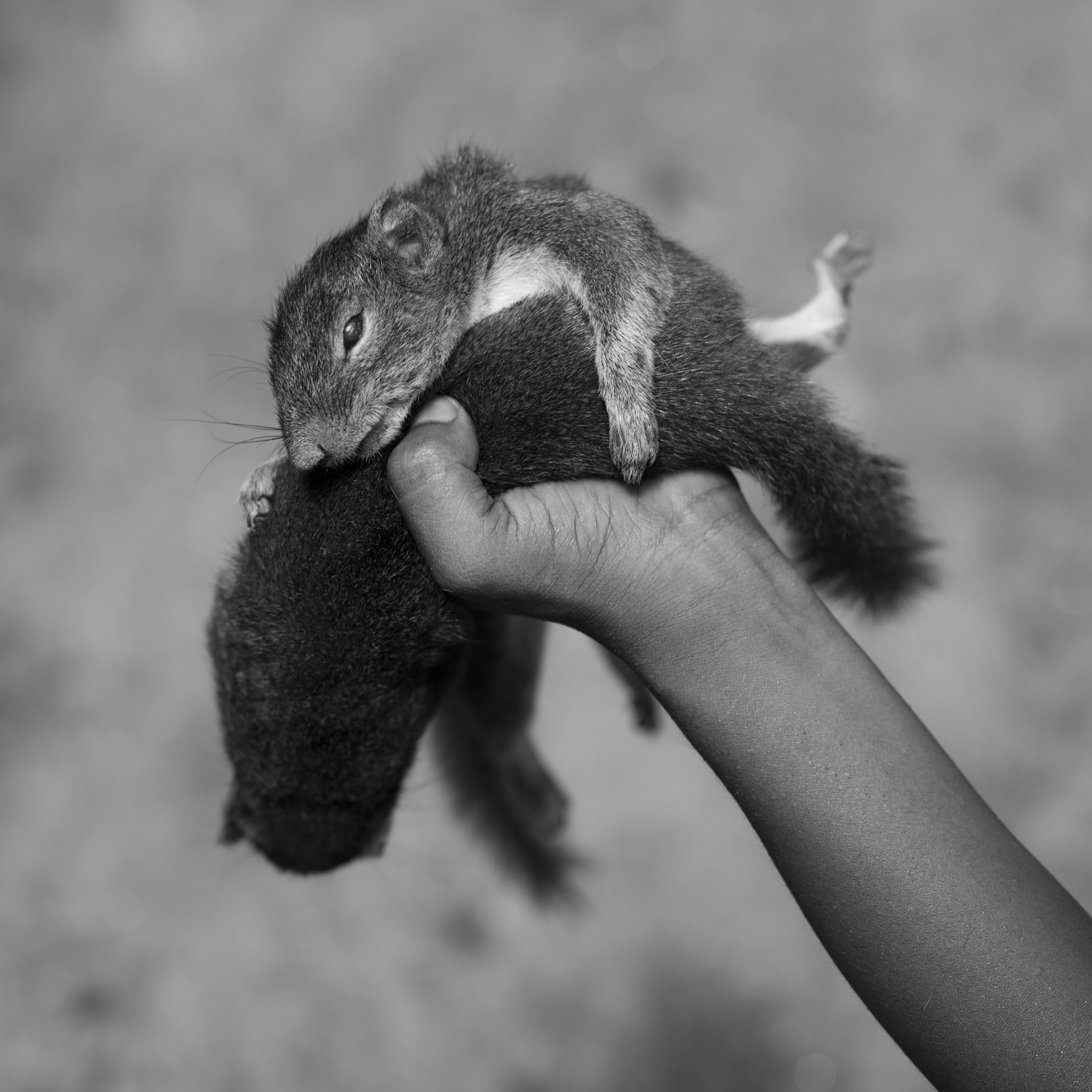 child hand holding what appear to be two squirrels