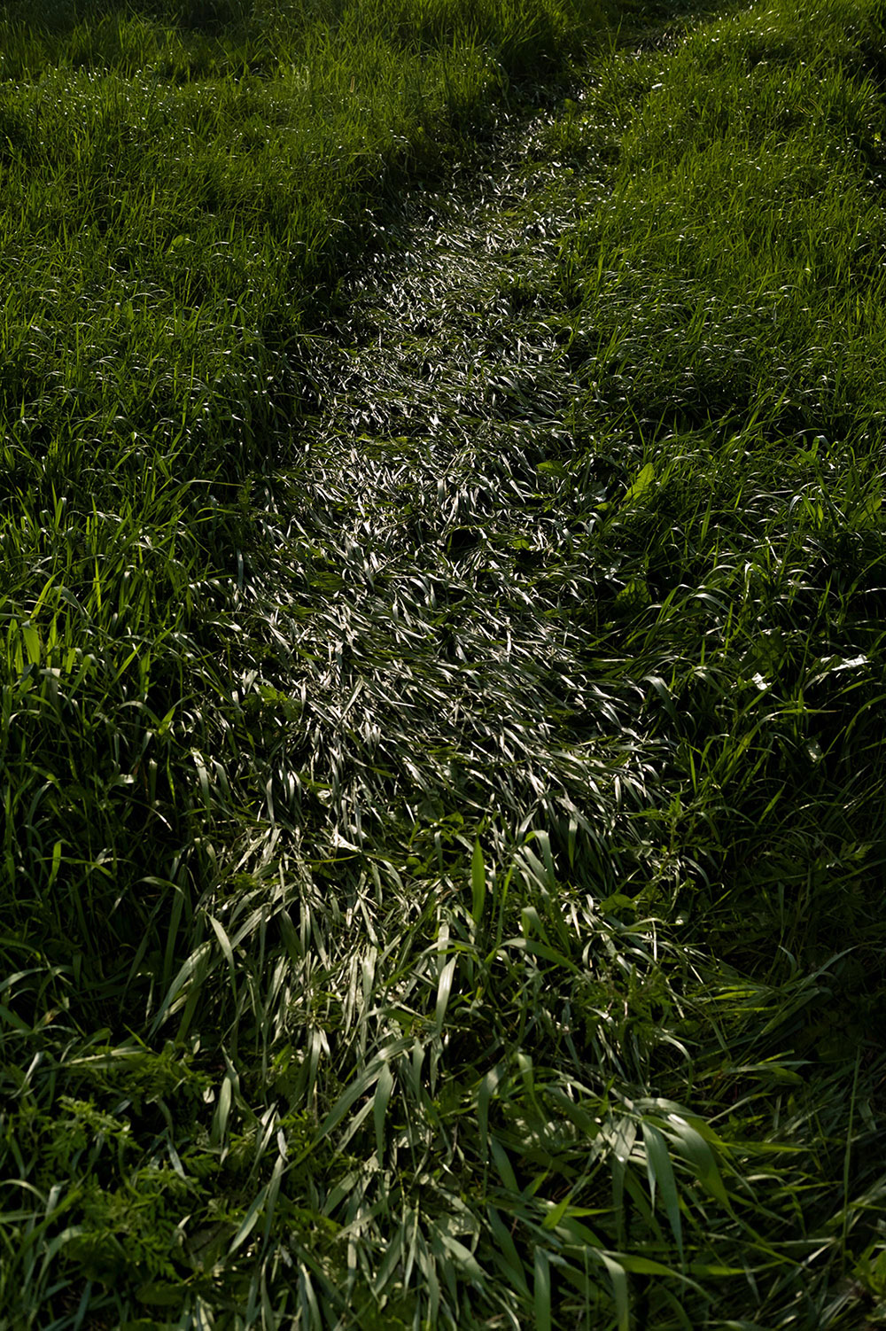 path of tamped grass through otherwise undisturbed grass