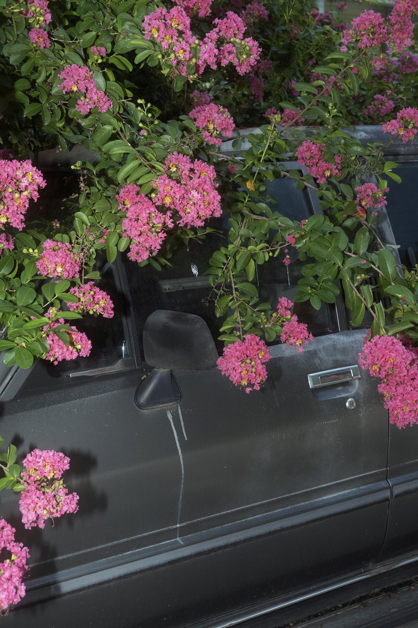 pink flowers on green plant growing around grey car