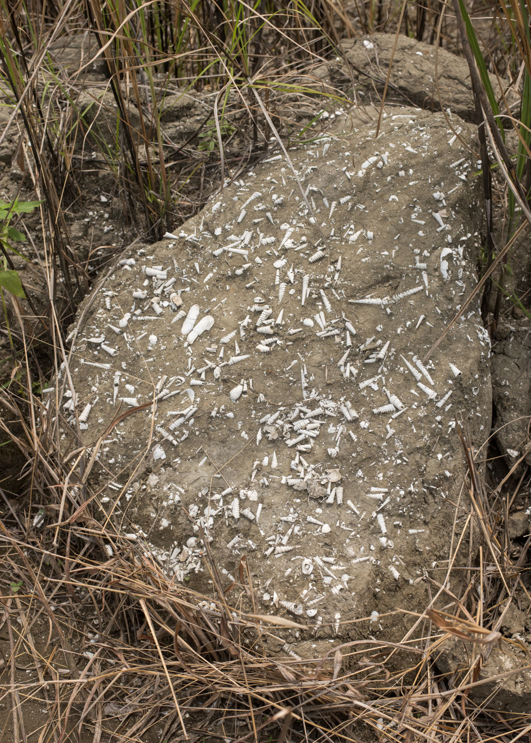 rock in landscape with white shavings on it
