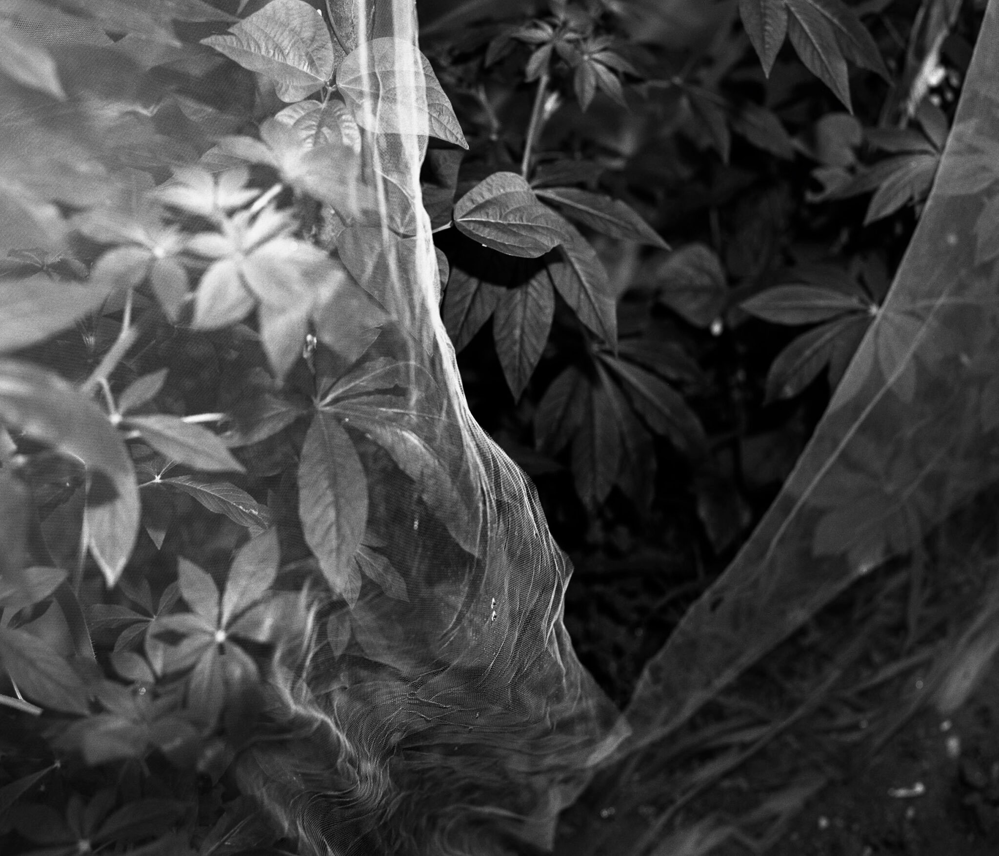 black and white image of shrub covered by screen material