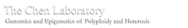 The Chen Lab - Genomics and Epigenetics of Polyploidy and Heterosis