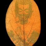 The Genus of buddha: Diospyros kaki, 2001, chlorophyll print and resin. © Binh Danh