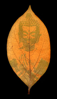 The Genus of buddha: Diospyros kaki, 2001, chlorophyll print and resin. © Binh Danh