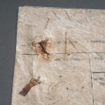 The lokta paper shows bits of bark and small twigs integrated into the fabric of the paper.