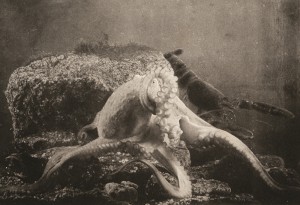 Paul Louis Marie Fabre-Domergue. Octopus Vulgaris, 1899. La photographique des animaux aquatques. Harry Ransom Center. 