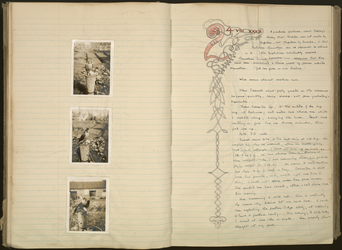 Illustrated pages from White’s journal, with photographs of two hawks: Cressida, who was given to White by the famous falconer Sir Gilbert Blaine, and an unnamed tiercel (male) hawk (1940).