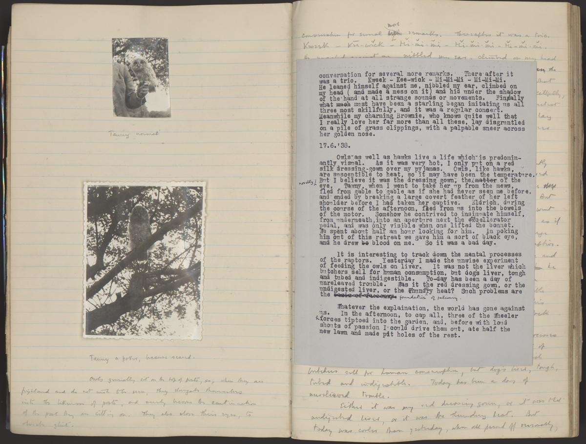 Journal pages with photographs of White’s owl Tawny, and inspiration for Merlin’s talking owl Archimedes in White’s Arthurian sequence, The Once and Future King (17 June, 1938).