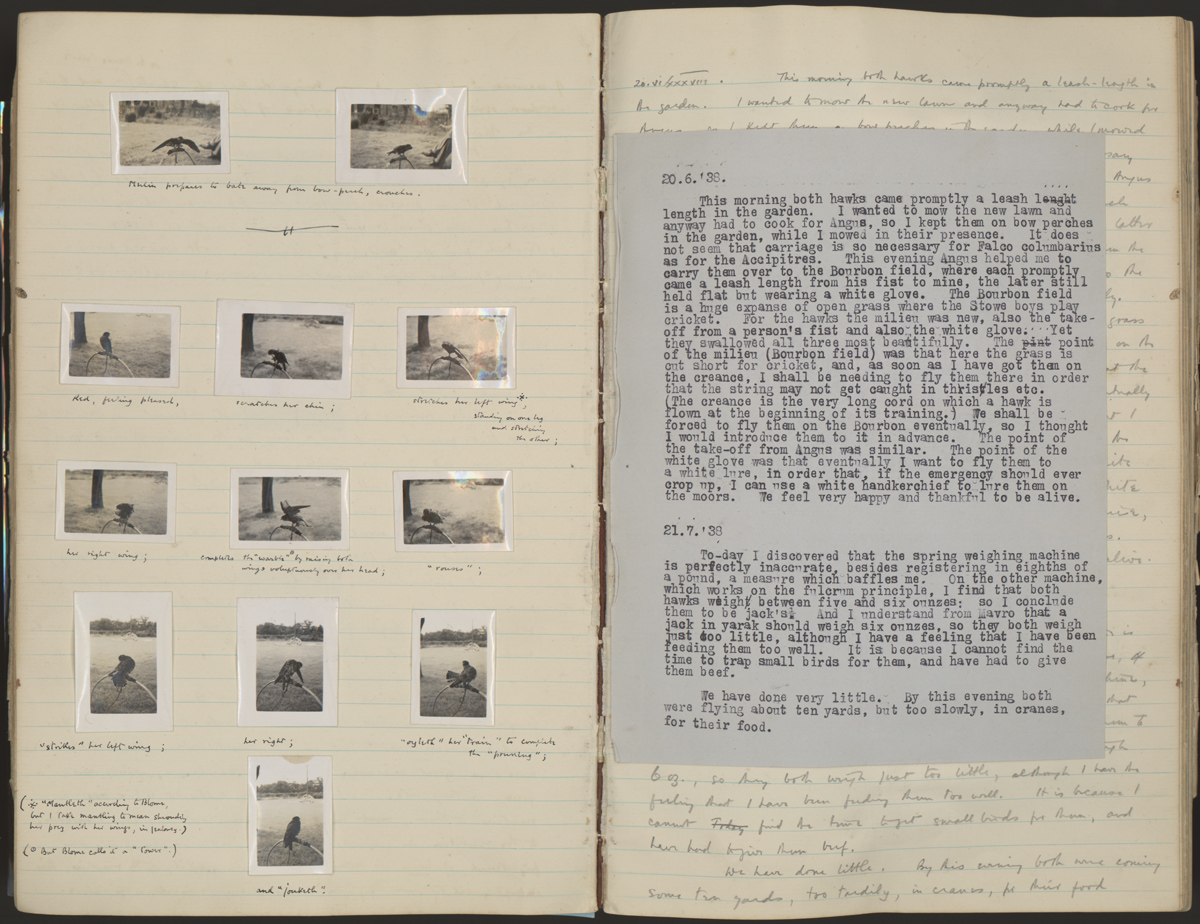 Holograph and typescript manuscripts of White’s 1938-1939 hawking diary, featuring photographs of his young merlins, Balin and Balan. The captions illustrate terminology from Richard Blome’s classic guidebook, Hawking; or, Faulconry (1686). White’s copy is held in the Ransom Center’s book collections.