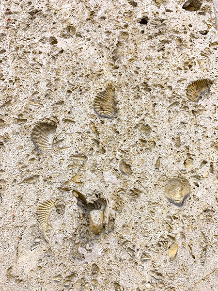 Many buildings on UT’s campus are faced with what is commercially known as Cordova Shell Limestone, with visible fossils, quarried from nearby Texas Hill Country. Photo by the author (2020).