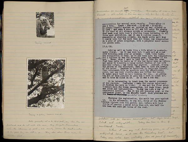 Another owl, named Tawny, in T.H. White’s journal pages with photographs (June 17, 1938), which HRC fellow Helen McDonald researched for her book, H is for Hawk (Vintage, 2014). Harry Ransom Center, University of Texas at Austin.