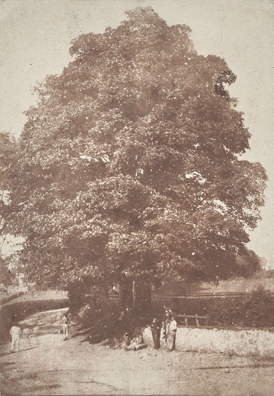 People standing and sitting under a large tree