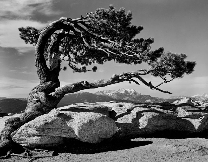 Black and white photograph of a twisted pine tree growing out of a rugged rock formation