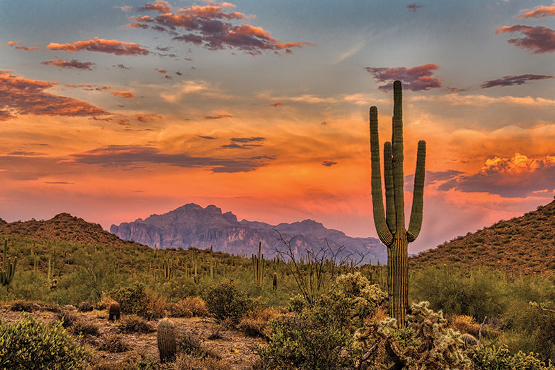 Desert landscape at sunset with a tall cactus, mountains.