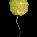 Night Sky, from the Searching for the Cosmos series, 2004, chlorophyll print and resin. © Binh Danh.