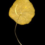 Crescent Moon, from Searching for the Cosmos series, 2002, chlorophyll print & resin. © Binh Danh.