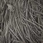 Hans Hammarskiöld, "Frosty Grass," 1952. © Hans Hammarskiöld.