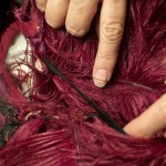 Varnell discovered that threads attached to each original feather’s shaft created a slight bend, curling the feather. Photo by Pete Smith.